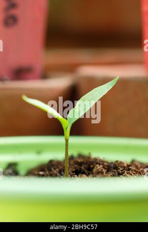 Capsicum annuum 'Jalapeno'. Plantules de Chili dans des pots de mélange de grains et de compost de drainage libre dans une serre. Banque D'Images