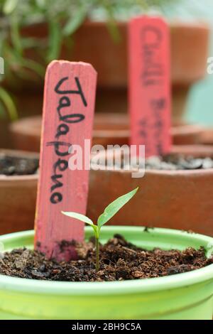 Capsicum annuum 'Jalapeno'. Plantules de Chili dans des pots de mélange de grains et de compost de drainage libre dans une serre. Banque D'Images