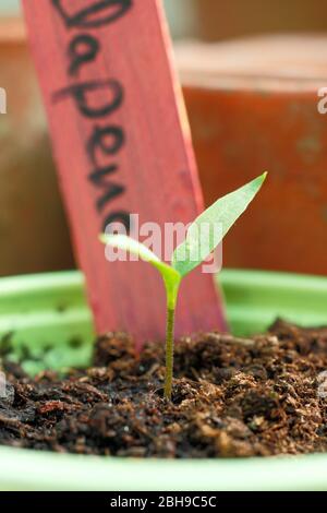 Capsicum annuum 'Jalapeno'. Plantules de Chili dans des pots de mélange de grains et de compost de drainage libre dans une serre. Banque D'Images