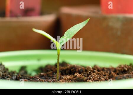 Capsicum annuum 'Jalapeno'. Plantules de Chili dans des pots de mélange de grains et de compost de drainage libre dans une serre. Banque D'Images