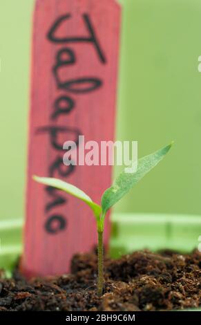 Capsicum annuum 'Jalapeno'. Plantules de Chili dans des pots de mélange de grains et de compost de drainage libre dans une serre. Banque D'Images