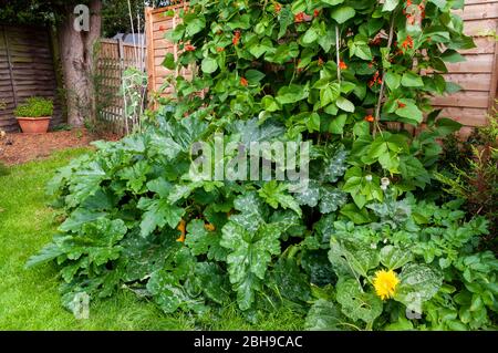 Courgettes plantées avec des haricots de canal dans le complot de légumes. Banque D'Images