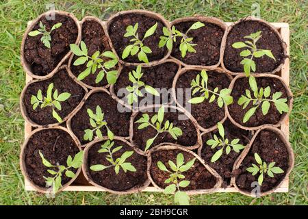 Solanum lycopersicum 'Golden Sunrise'. Plantules de tomates dans des pots biodégradables au printemps. ROYAUME-UNI Banque D'Images