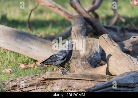 Choucas de nourriture (Corvus monedula) Banque D'Images