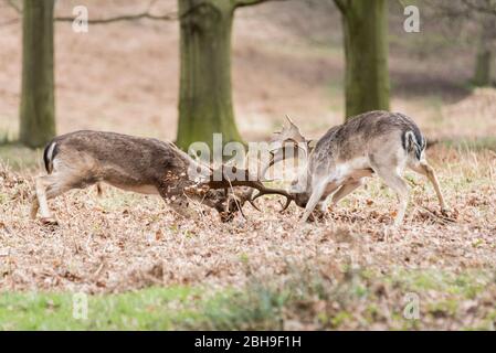 Rutage de flow Deer (Dama dama) Banque D'Images