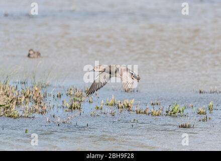 Gadwall volant (Anas strepera) Banque D'Images