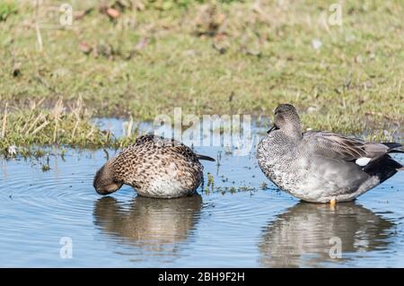 Paire de Gadwall debout (Anas strepera) Banque D'Images