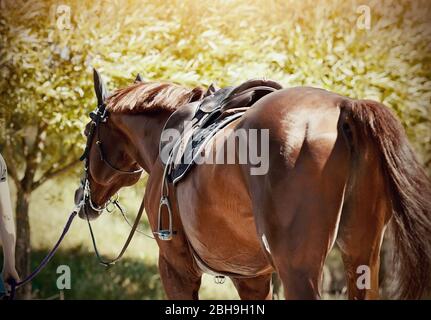 Selle avec étriers à l'arrière d'une tige. Le dos d'un cheval rouge sellerie. Sport équestre. Cheval de dressage. Banque D'Images