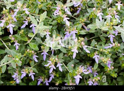 Petites fleurs violettes pâle sur fond de plante brousse Banque D'Images