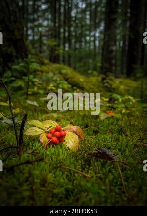 La crackerberry rouge sur un sol de mousse verte sous un jour pluvieux, dans une forêt de conifères, Canada Banque D'Images