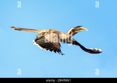 ALABAR charme gris (Ocyceros griseus) en vol, Inde Banque D'Images