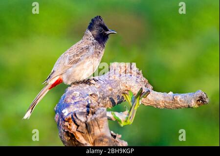 Portrait du bulbul à ventilation rouge (Pycnonotus cafer), Inde Banque D'Images