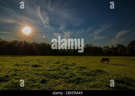 Le cheval mange au soleil peu avant le coucher du soleil Banque D'Images