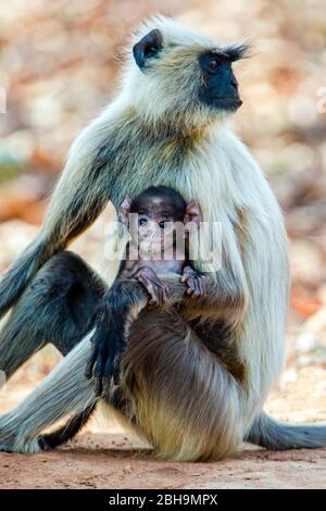 Singe Langur avec nourrisson, Inde Banque D'Images