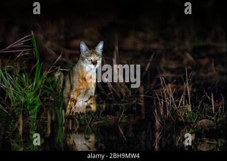 Chat de jungle (Felis chaus) capturé la nuit, Inde Banque D'Images