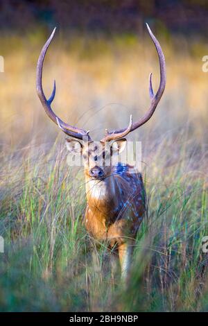 Cerf à pois debout dans de grandes herbes, Inde Banque D'Images