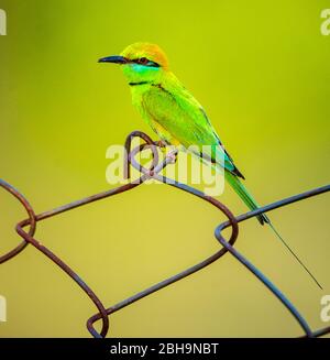 Gros plan Green Bee-eater (Merops orientalis), Inde Banque D'Images