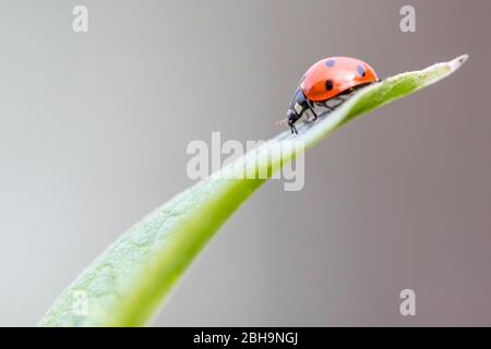 Coccinella septempunctata, à sept points Banque D'Images