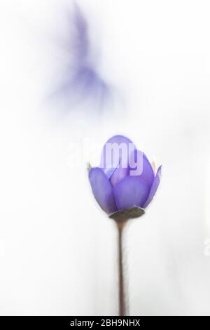 Hepatica, Hepatica nobilis, Anemone hepatica Banque D'Images