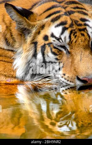 Tigre du Bengale réfléchissant dans l'eau, Inde Banque D'Images