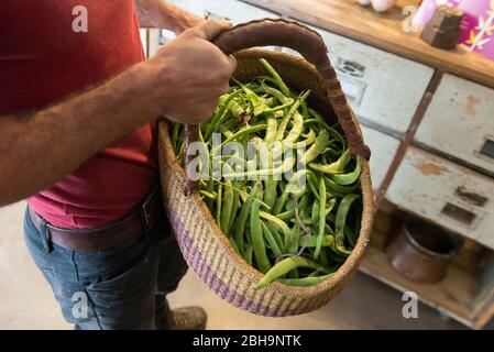 Italie, île méditerranéenne de Sardaigne (Sardaigne), province de Nuoro, Mamoiada, Kilometro Zero, Bau Orgolesu, magasin d'agriculteurs, l'homme possède un panier de haricots frais Banque D'Images