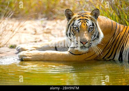 Gros plan sur le tigre du Bengale, Inde Banque D'Images