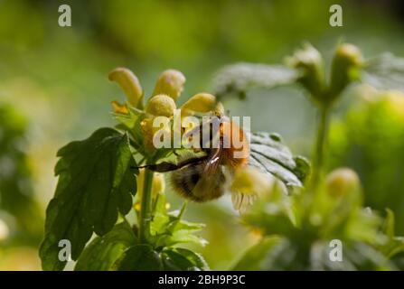 Pollinisation commune des abeilles de carder archange jaune Banque D'Images