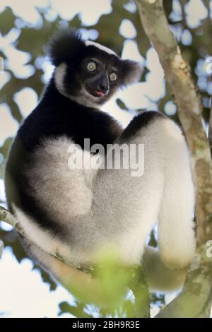 Gros plan de l'indri (Indri indri), Madagascar Banque D'Images