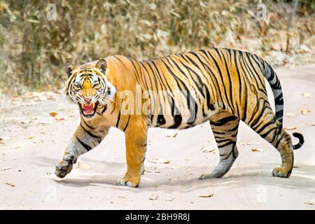 Gros plan sur le tigre du Bengale, Inde Banque D'Images