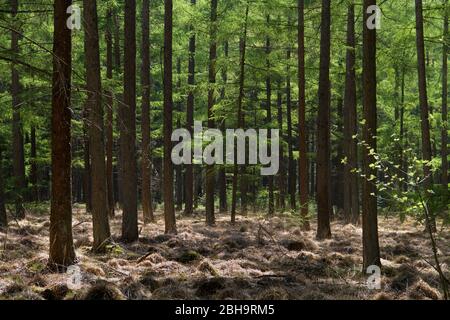 Woodland au printemps : feuilles vertes et aiguilles fraîches et tiges d'arbres sombres dans une forêt de Larch, au début du printemps Banque D'Images