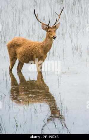 Barasingha réfléchissant dans l'eau, Inde Banque D'Images