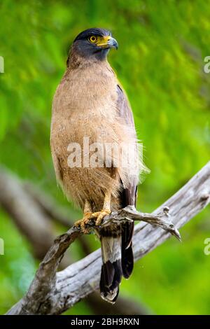 Aigle serpent crété (Spilornis cheela) perché sur la branche d'arbre, Inde Banque D'Images