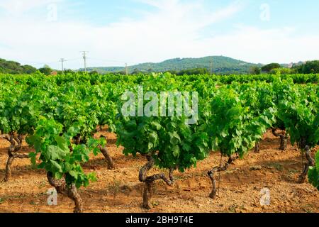 Vignoble dans le Luberon Banque D'Images