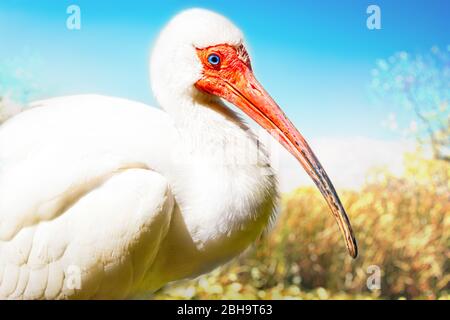 Ibis blanc américain dans les Everglades Banque D'Images