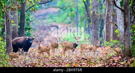 Troupeau de cerfs à pois (Rusa alfredi) et de gaur également appelé bison indien (Bos gauurus), Inde Banque D'Images