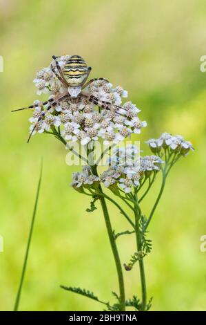 Araignée batte, Argiope bruenichi, femme, avec signal sur umbellifer, Brandebourg, Allemagne Banque D'Images