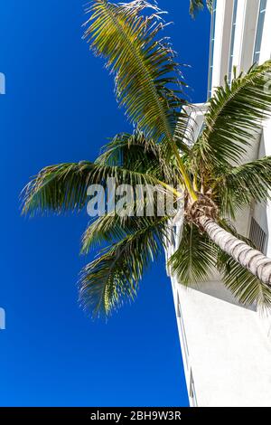 Palm devant un gratte-ciel, fort Lauderdale Beach Boulevard, fort Lauderdale, Broward County, Floride, États-Unis, Amérique du Nord Banque D'Images