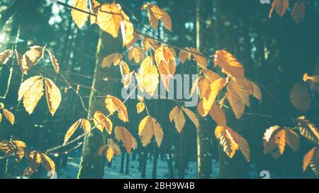 Feuilles et branches dorées d'automne et soleil dans la forêt en hiver - rétro-éclairage et détails. Contexte abstrait. Banque D'Images