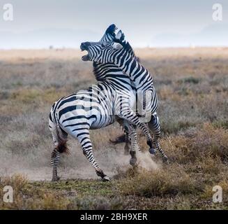 Vue sur deux zèbres dans le combat sur Savannah, Ngorongoro conservation Area, Tanzanie, Afrique Banque D'Images