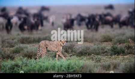 Vue sur la marche de Cheetah (Acinonyx jubatus), troupeau d'animaux derrière, zone de conservation de Ngorongoro, Tanzanie, Afrique Banque D'Images