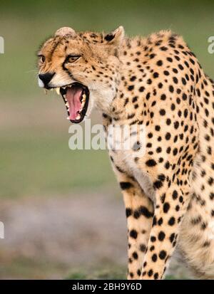 Près de cheetah (Acinonyx jubatus) , zone de conservation de Ngorongoro, Tanzanie, Afrique Banque D'Images