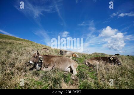 Allemagne, Bavière, Oberstaufen, Alpes d'Allgäu, Voralpen à l'ouest de l'Iller, pré alpin avec des vaches sur le Hochgrat, 1834 m, chattes brunes Banque D'Images