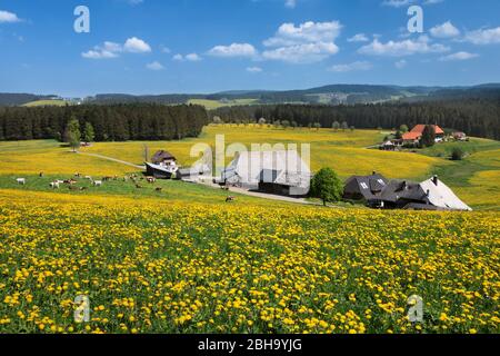 Blick über den Oberfallengrundhof zum Unterfallengrundhof im Frühjahr, Gütenbach, Schwarzwald, Bade-Wurtemberg, Allemagne Banque D'Images