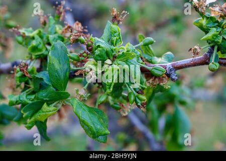 Branche de prune avec feuilles froissées affectées par la maladie Banque D'Images