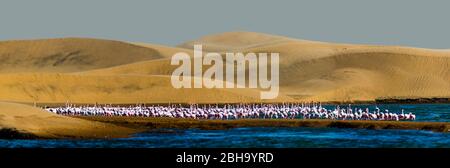 Vue sur le troupeau de Flamingo (Phoenicopterus), Swakopmund, Namibie, Afrique Banque D'Images