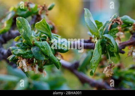 Branche de prune avec feuilles froissées affectées par la maladie Banque D'Images