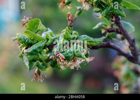 Branche de prune avec feuilles froissées affectées par la maladie Banque D'Images