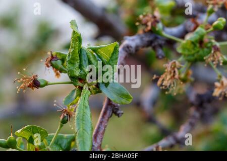 Branche de prune avec feuilles froissées affectées par la maladie Banque D'Images