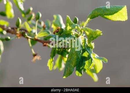 Branche de prune avec feuilles froissées affectées par la maladie Banque D'Images