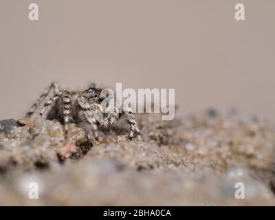 Araignée sautant de dunes mâles, Yllenus arenarius, assise sur le sol Banque D'Images